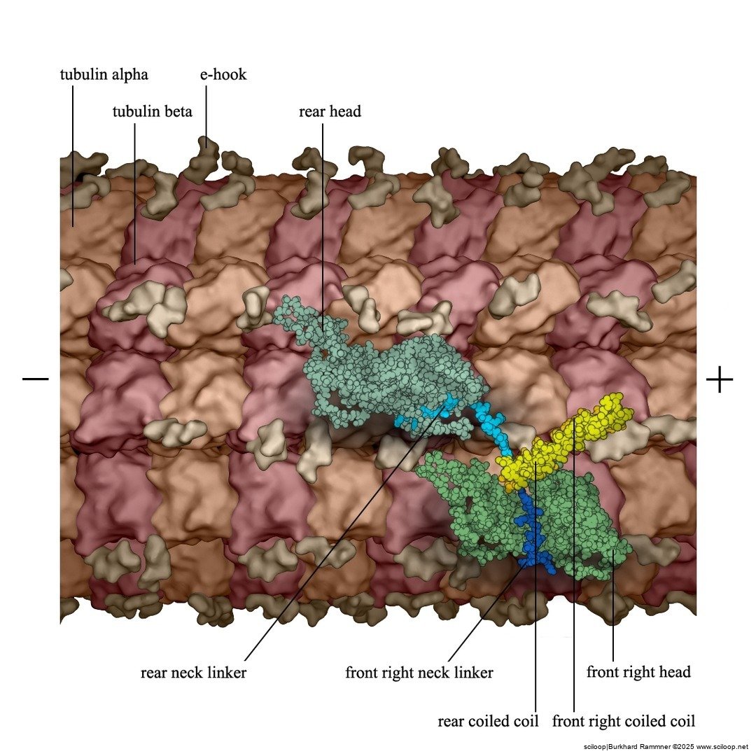 Kip3 Rear to Front Right