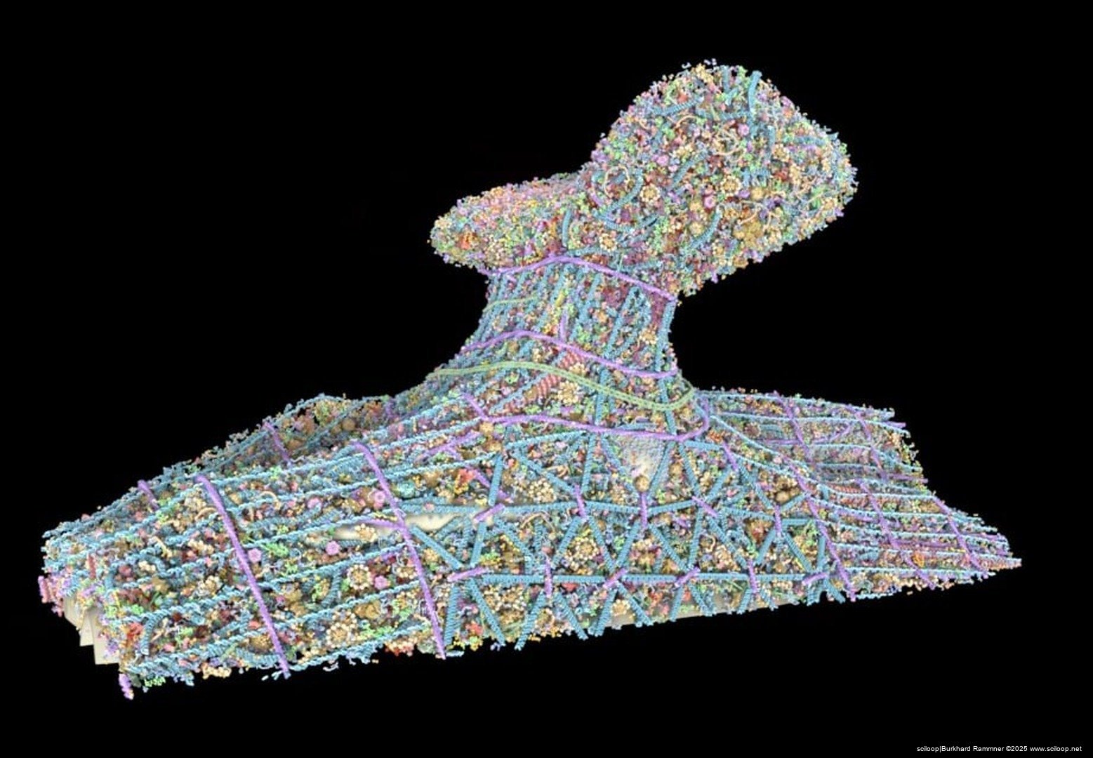 Mushroom Spine No Plasma Membrane