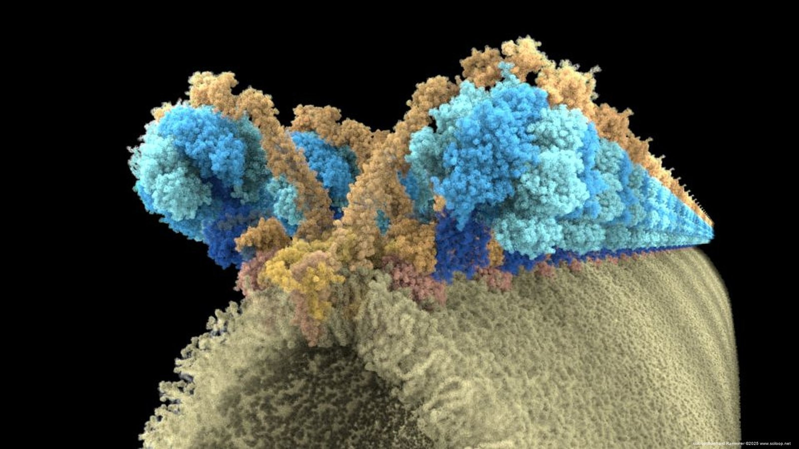 Mitochondrial vATPase Array