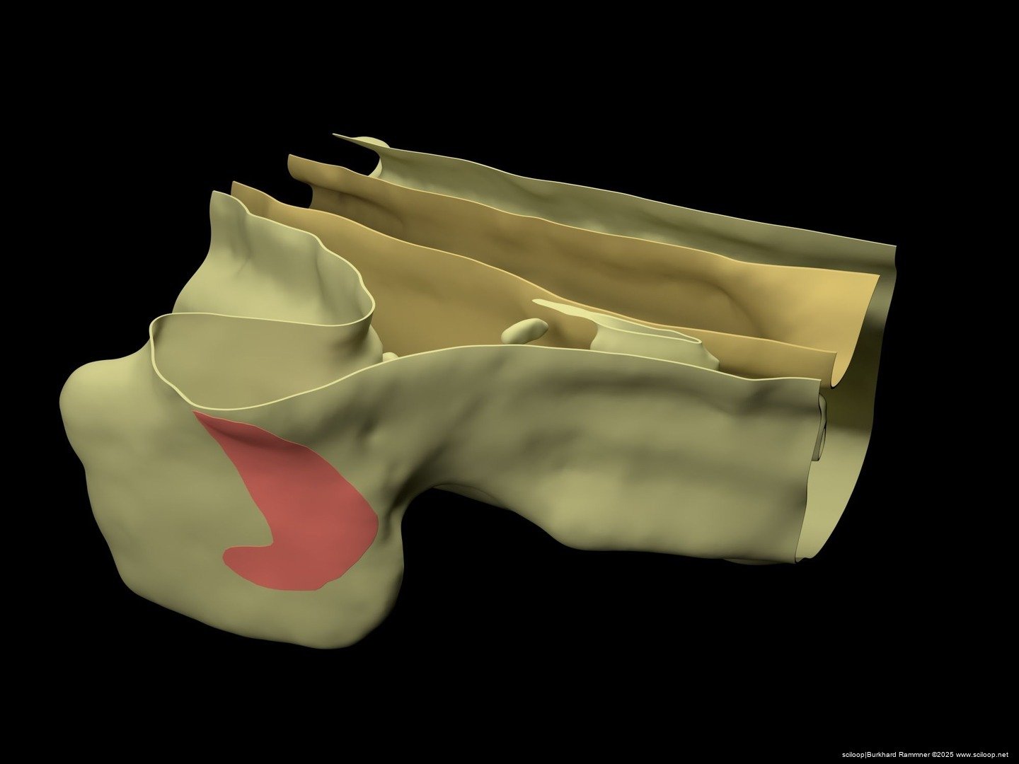 Mushroom Membranes 1