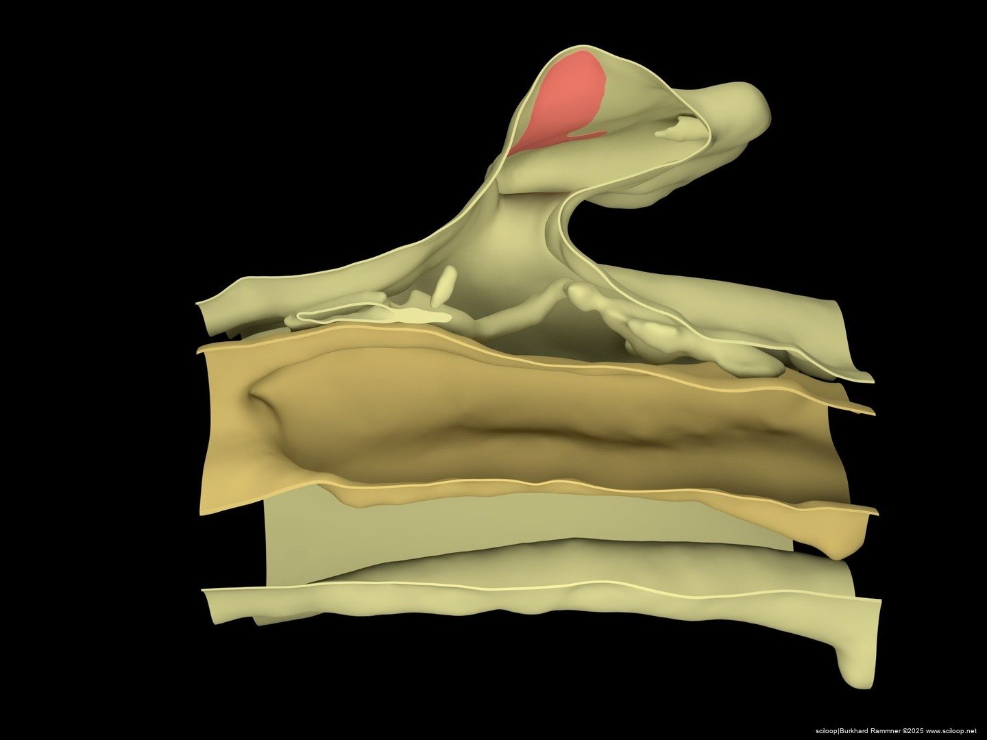 Mushroom Membranes 2