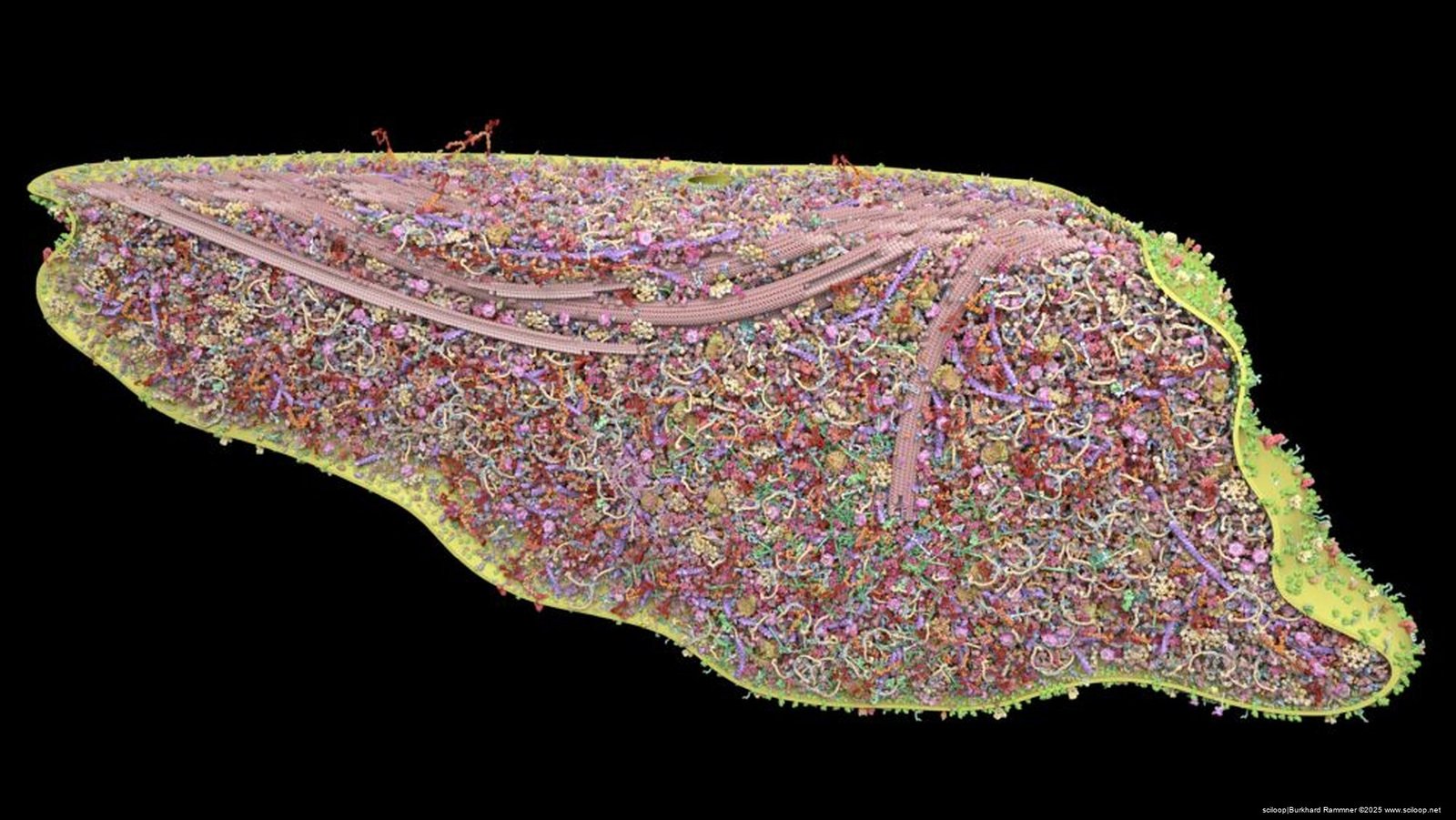 Stubby Spine Side Cut