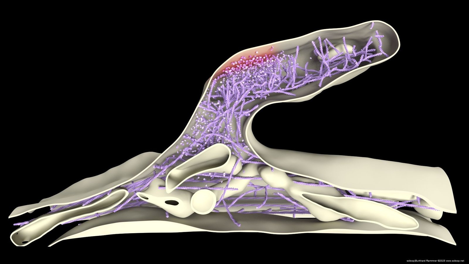 Mushroom Actin Filaments